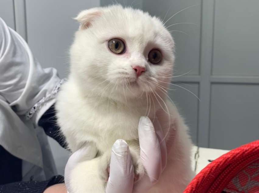 Ветеринары Борзинского района назвали самую распространенную травму среди кошек